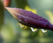 A_small_flower_refracted_in_rain_droplets