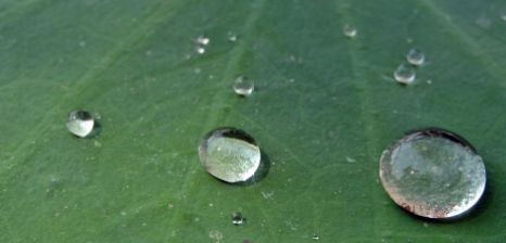 Water_droplets_in_a_lotus_leaf1